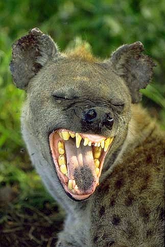 yawning hyena