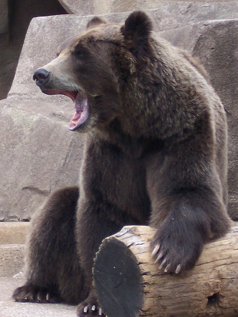 Bear Yawn